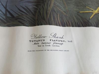 Super Color Vintage Print, Yellow Shank