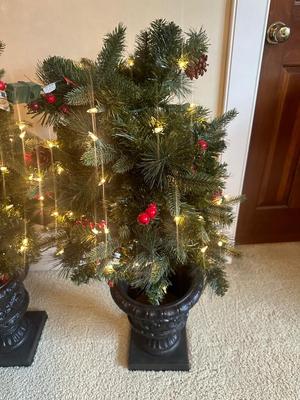 Two 5’ Christmas Trees in Pots