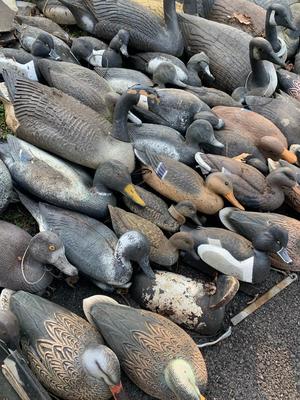 HUGE LOT Duck Hunting Decoys - Ducks Geese +++