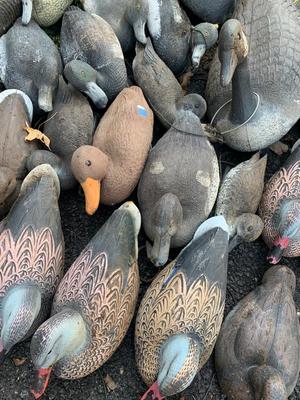 HUGE LOT Duck Hunting Decoys - Ducks Geese +++