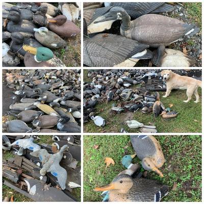 HUGE LOT Duck Hunting Decoys - Ducks Geese +++