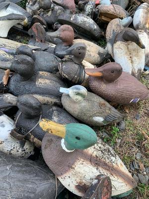 HUGE LOT Duck Hunting Decoys - Ducks Geese +++