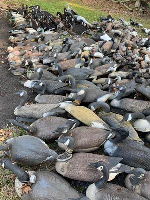 HUGE LOT Duck Hunting Decoys - Ducks Geese +++