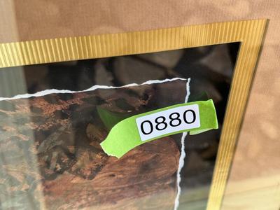 Large Home Interiors - Tiger (Frame Gold Sponge Paint Design)