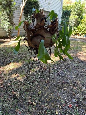 Staghorn Fern