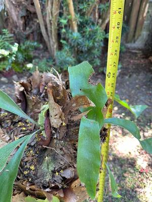 Staghorn Fern