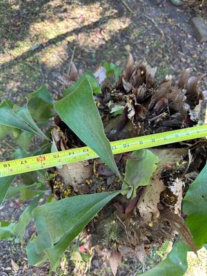 Staghorn Fern