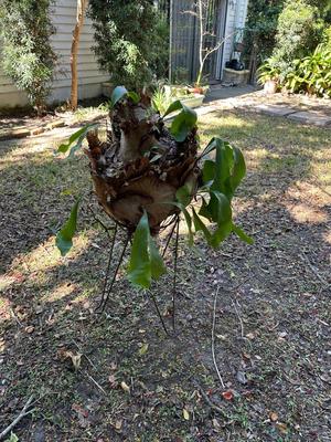 Staghorn Fern