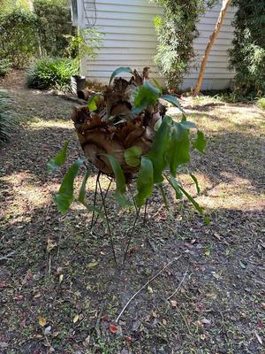 Staghorn Fern