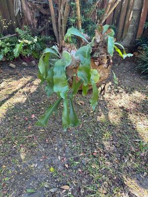 Staghorn Fern