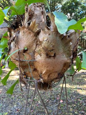 Staghorn Fern