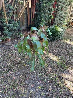 Staghorn Fern