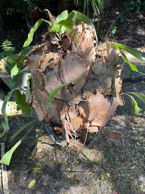 Staghorn Fern