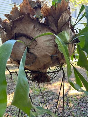 Staghorn Fern