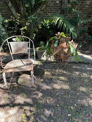 Staghorn Fern
