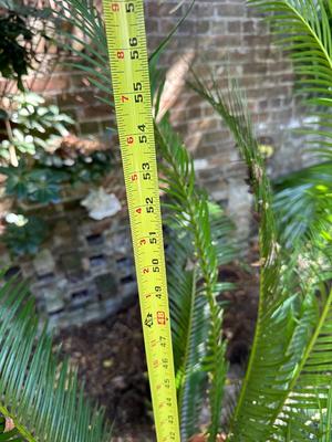 Large Sago Palm in Terracotta Pot