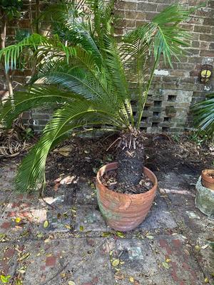 Large Sago Palm in Terracotta Pot