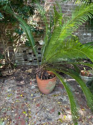 Large Sago Palm in Terracotta Pot