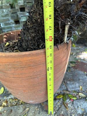 Large Sago Palm in Terracotta Pot