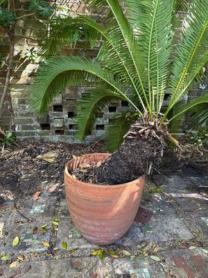 Large Sago Palm in Terracotta Pot
