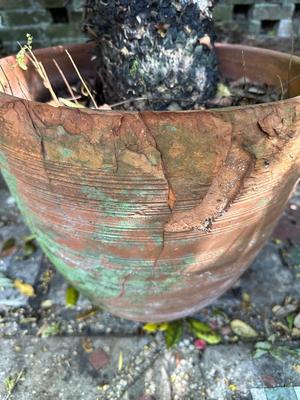 Large Sago Palm in Terracotta Pot