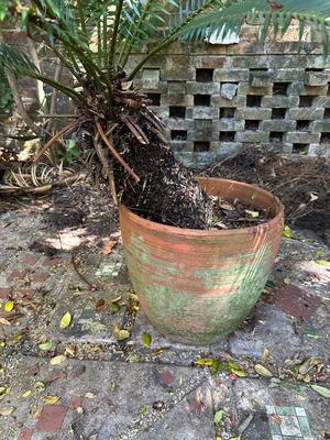 Large Sago Palm in Terracotta Pot