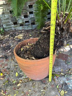 Large Sago Palm in Terracotta Pot