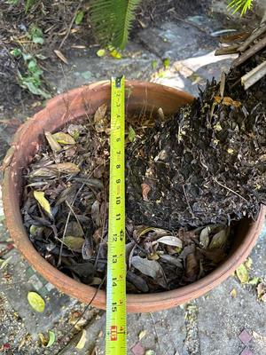 Large Sago Palm in Terracotta Pot