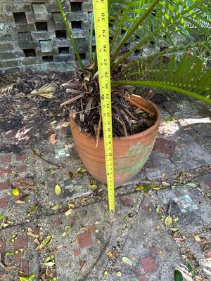 Large Sago Palm in Terracotta Pot