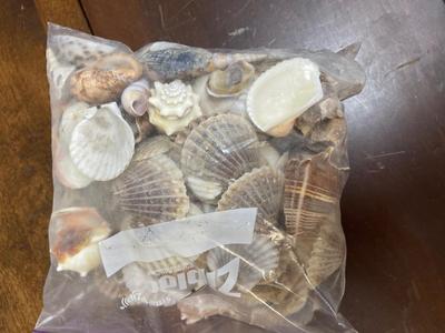 Lot of Mixed Seashells
