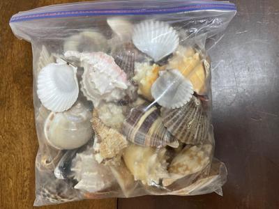 Lot of Mixed Seashells