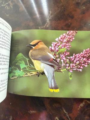 Birds and trees