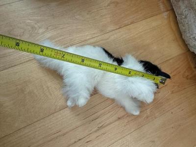 Furry Life-Like Kitty Cats / Figurines