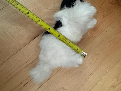 Furry Life-Like Kitty Cats / Figurines