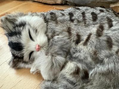 Furry Life-Like Kitty Cats / Figurines