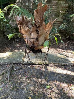 Stag Horn Fern
