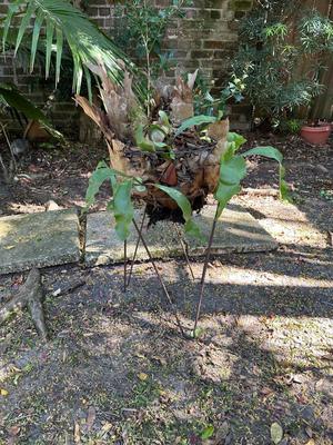 Stag Horn Fern
