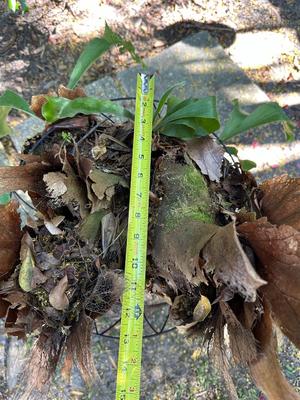 Stag Horn Fern