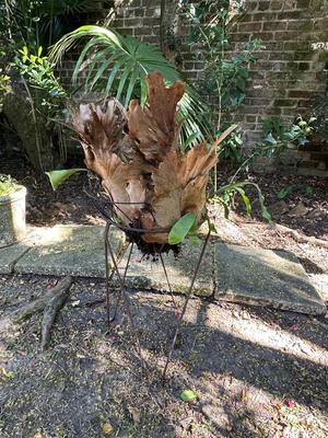 Stag Horn Fern