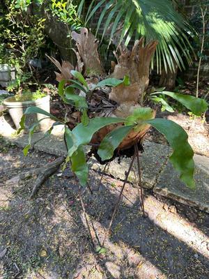 Stag Horn Fern