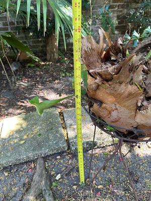 Stag Horn Fern