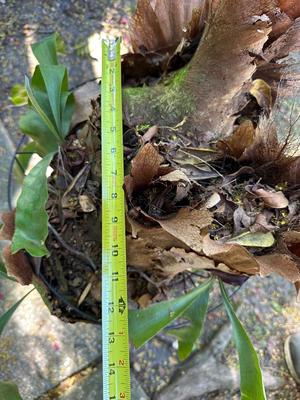 Stag Horn Fern