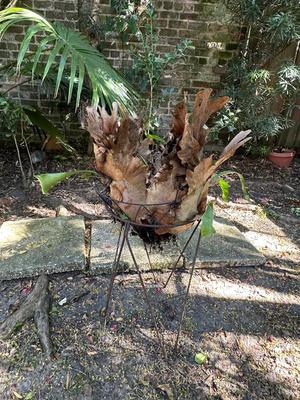 Stag Horn Fern