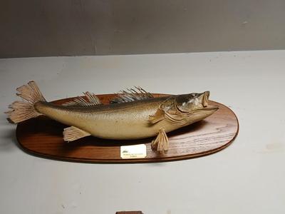 Vintage taxidermy fish wall mount High country Billard's world of leisure table