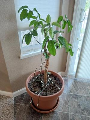 Live plant - Large potted schefflera plant with willow branches
