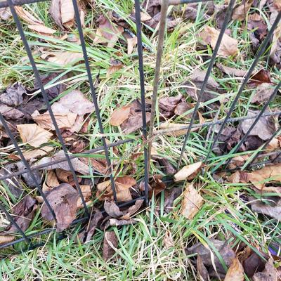 Small Animal Fencing Enclosure (Y-KD)