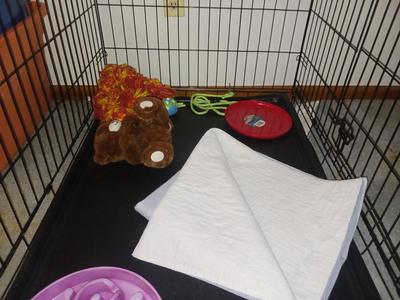 DOG KENNEL/CRATE WITH TOYS AND KONG HARNESS