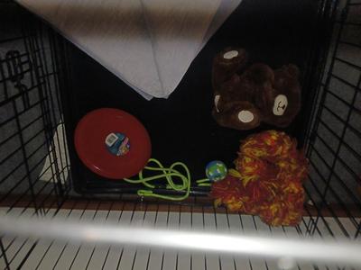 DOG KENNEL/CRATE WITH TOYS AND KONG HARNESS