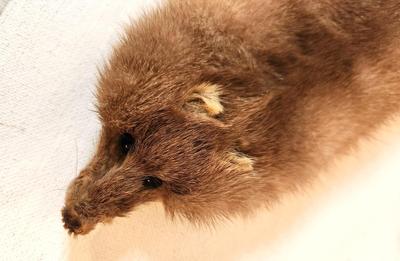 Lot #150 Vintage Mink Head Shrug - Full Body - good condition