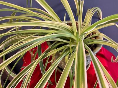 Spider Plant with so many babies